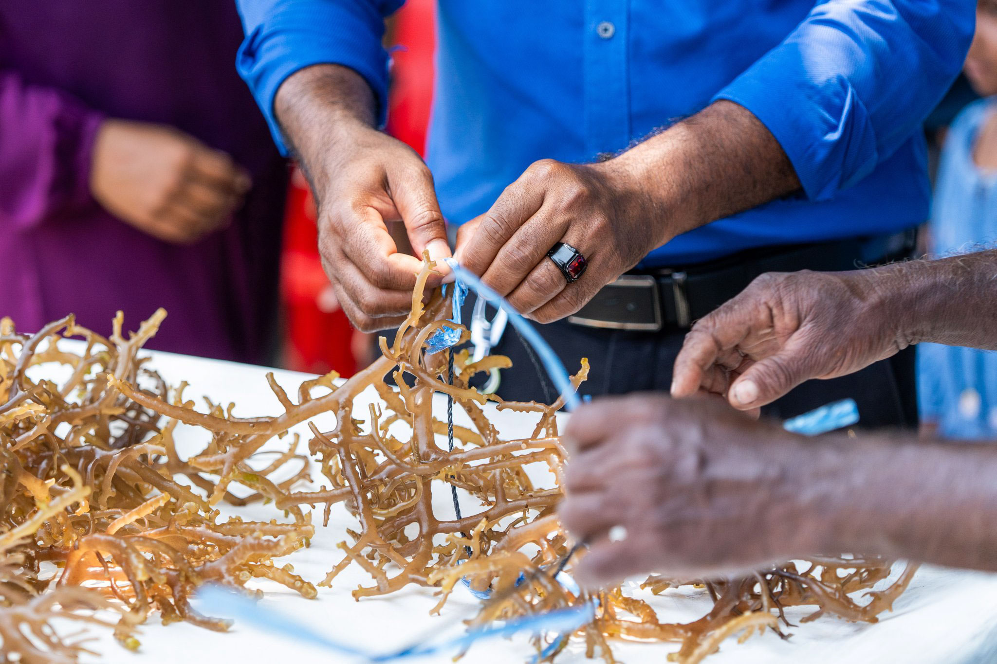 ފެހެންދޫގައި ވިޔަފާރި އުސޫލުން މޫދުވިނަ އާލާކުރަން ފަށައިފި